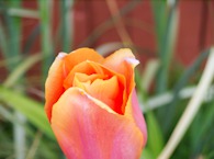 423960654 Orange-pink Tulip
